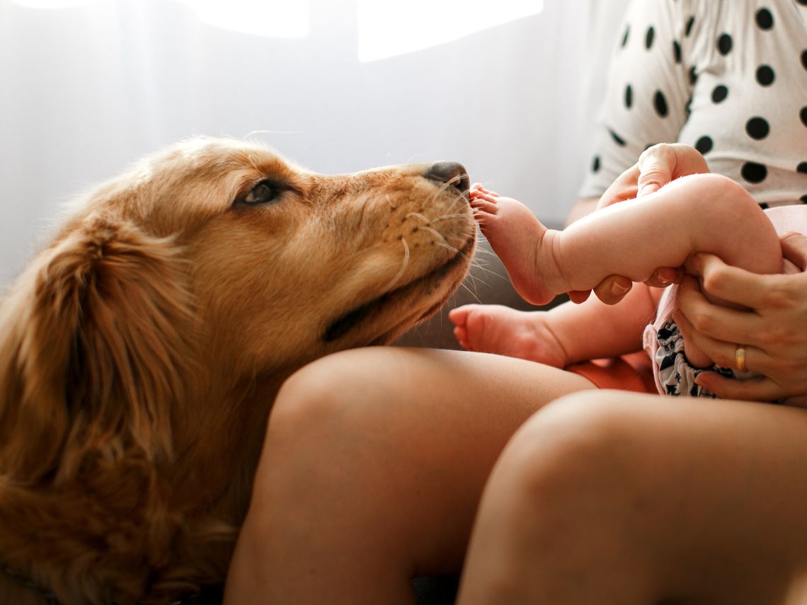Mi bebé acaba de nacer ¿es malo tener perro?