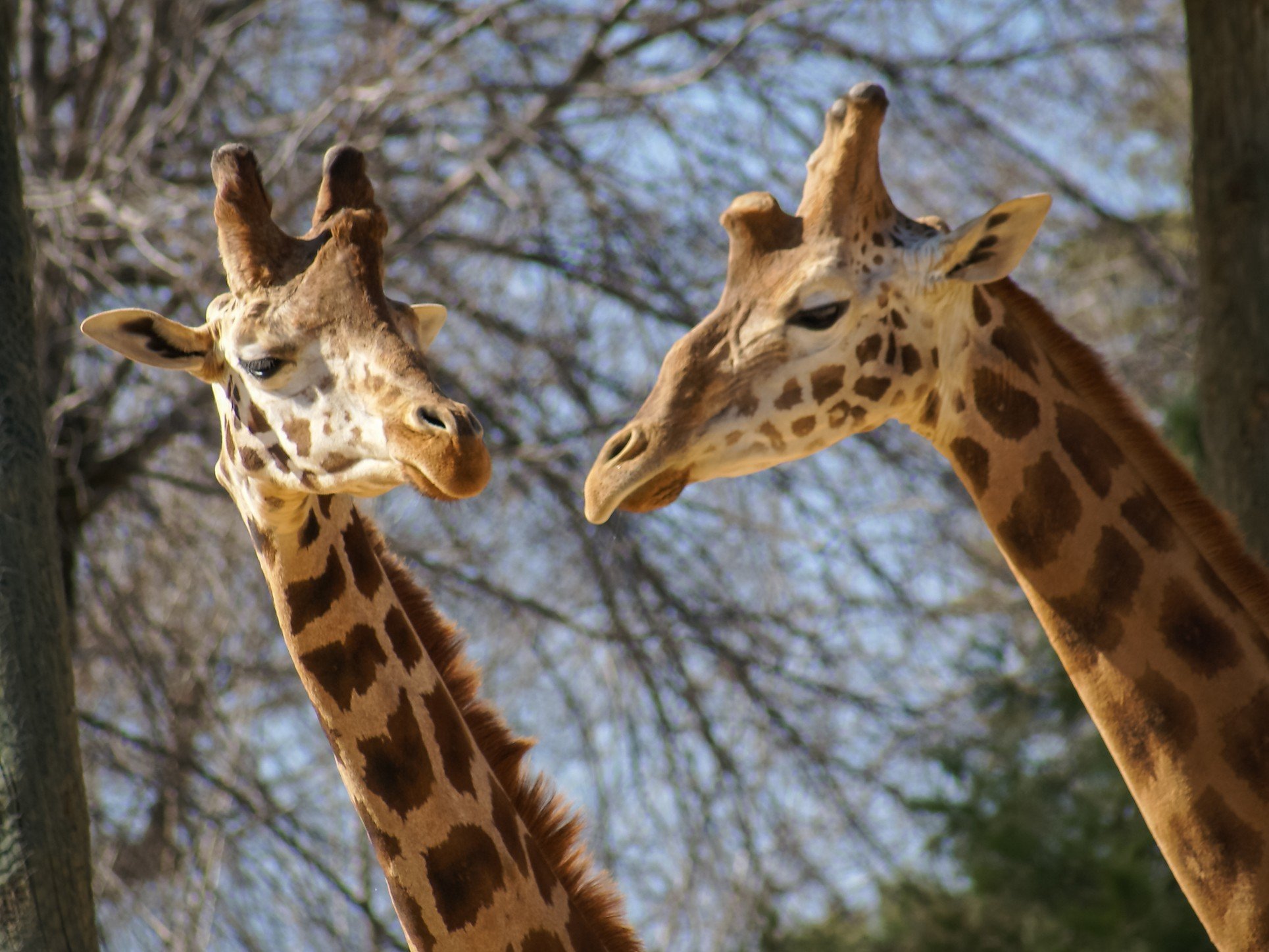 zoo