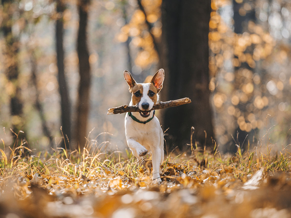 perro corriendo por el campo