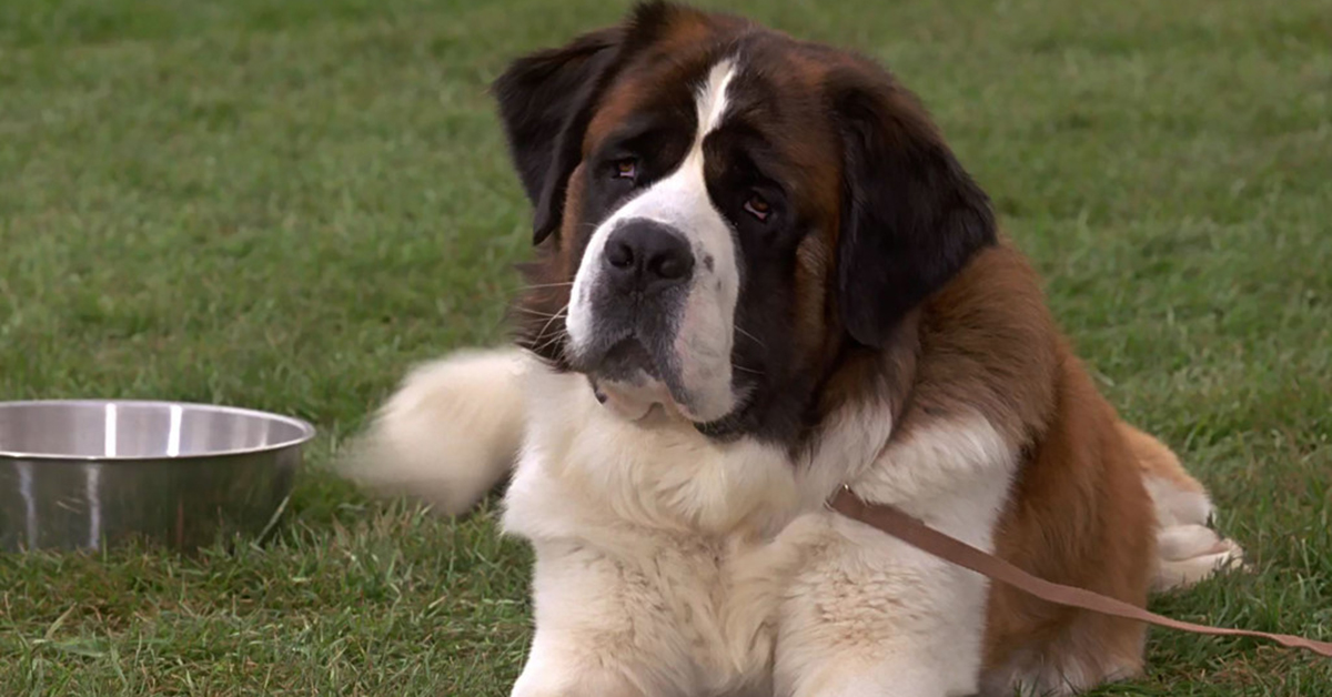 Los 15 perros más famosos de la tele que nos robaron el corazón