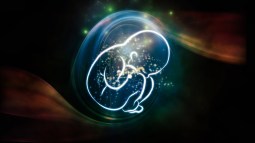 placenta.3
