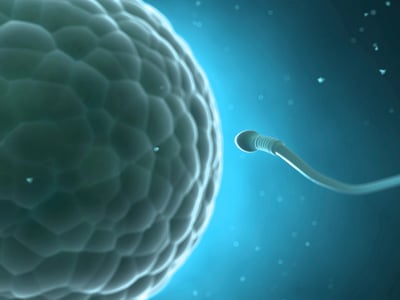 Fecundación: ¿Cómo reconoce el óvulo al espermatozoide?