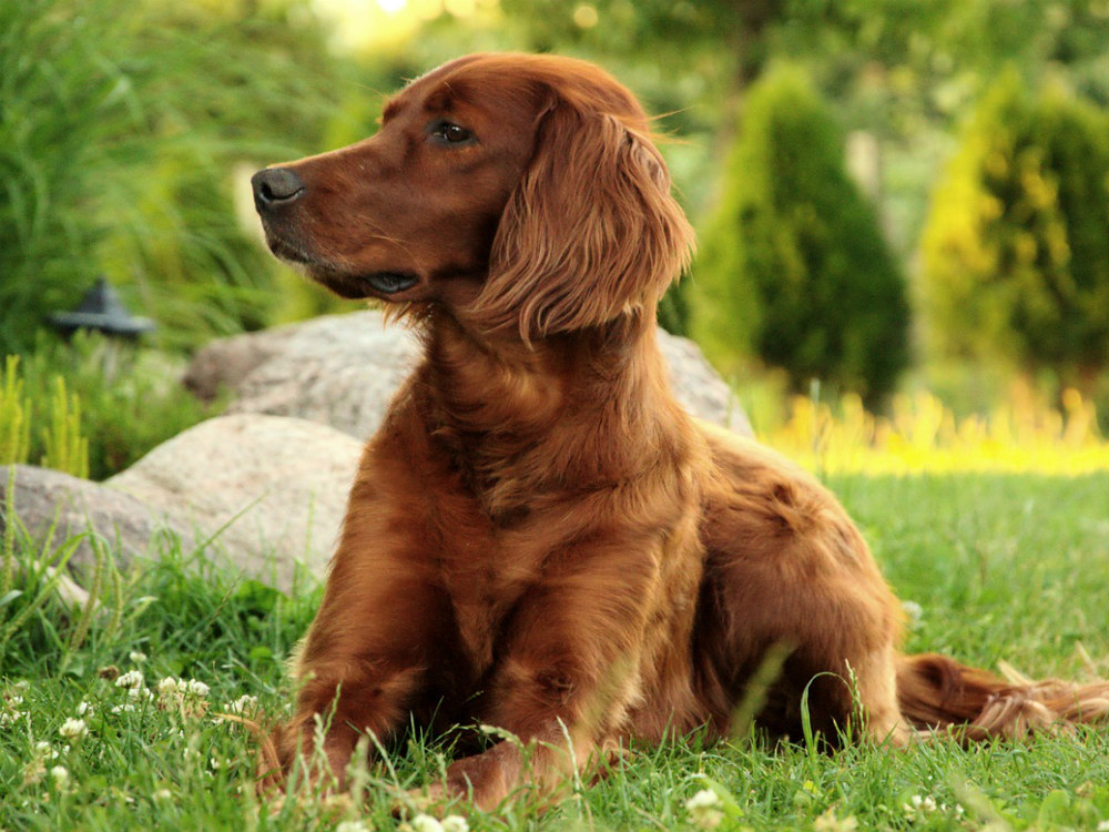 Razas de perros: setter irlandés, el mejor amigo de los niños
