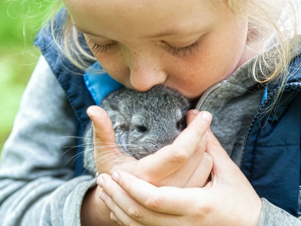 niña besando a su chinchilla