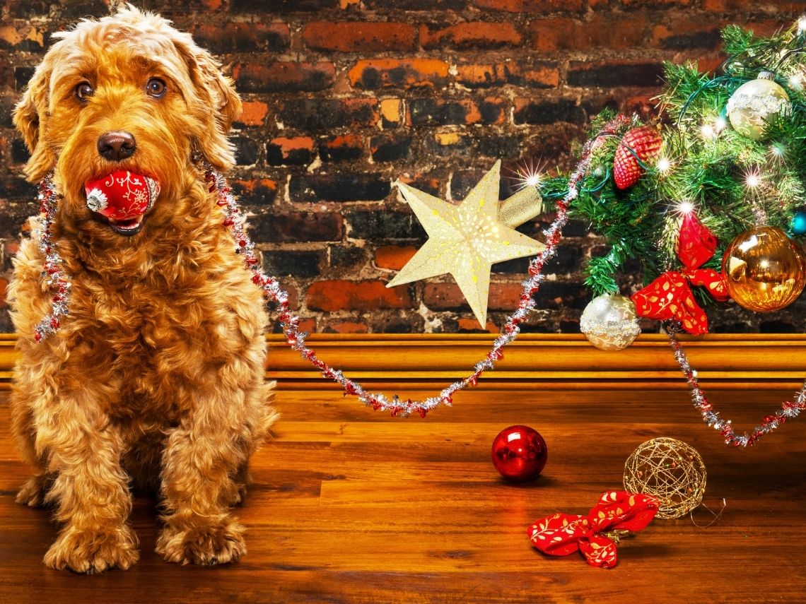 Cachorro en Navidad