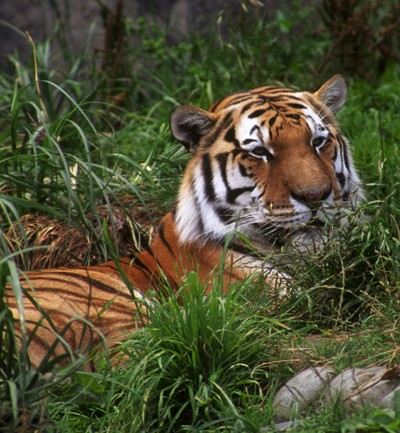 Tigres