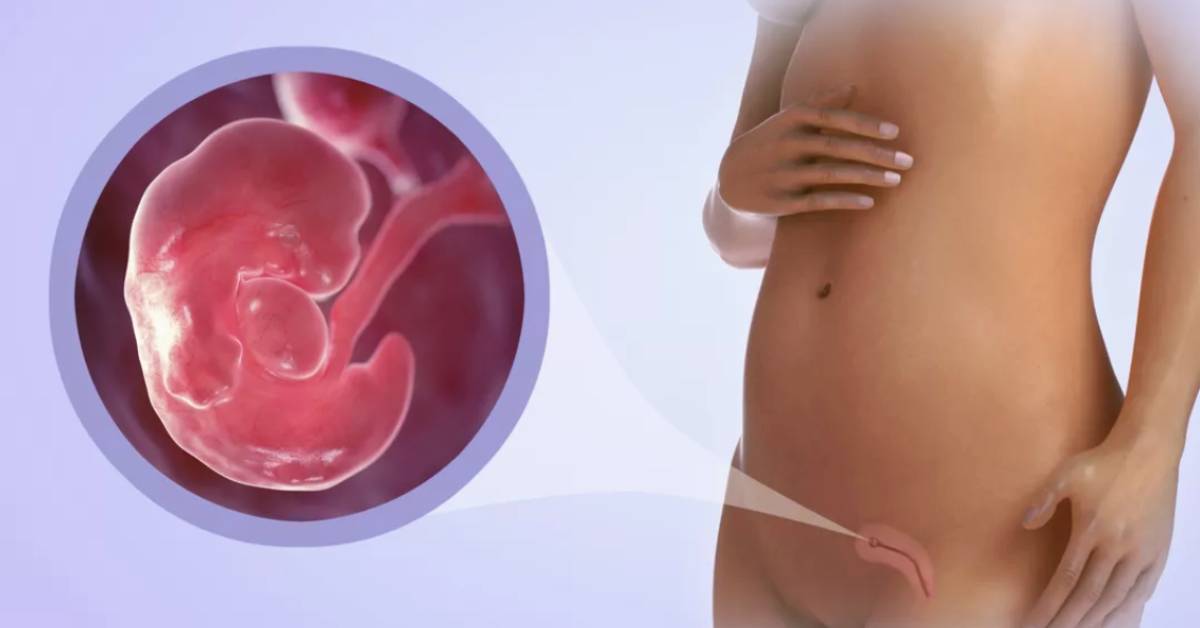 ¿Qué se puede ver en una ecografía a las 8 semanas de embarazo?