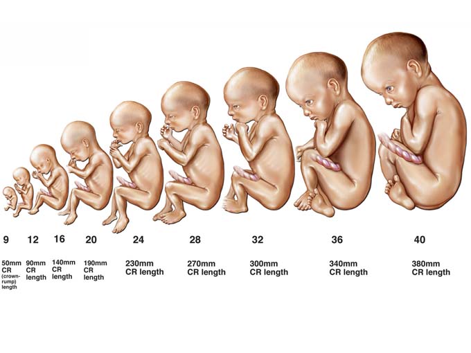 crecimiento_intrauterino