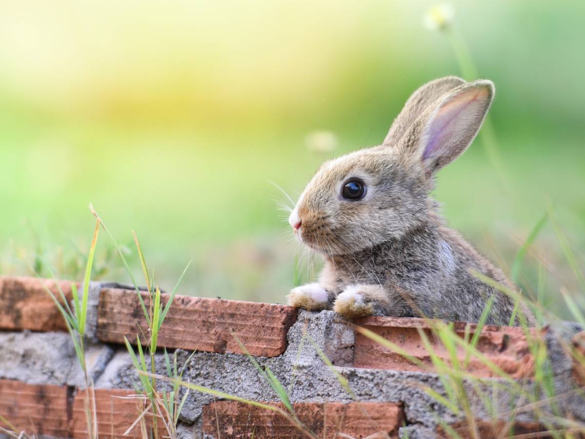 conejo