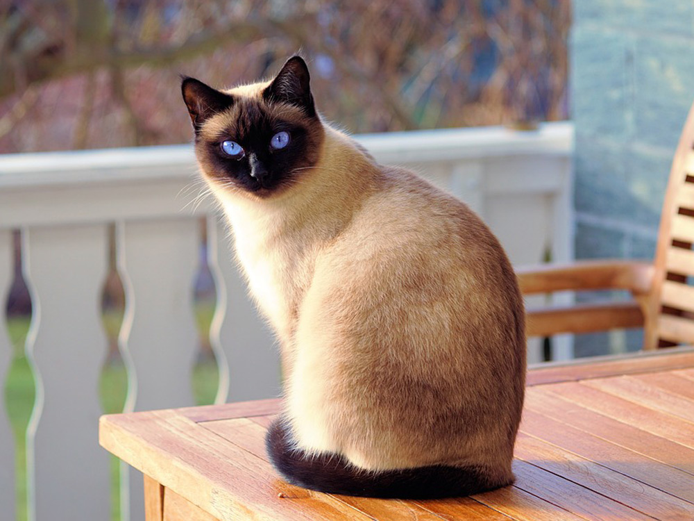 Un gato siamés en una mesa