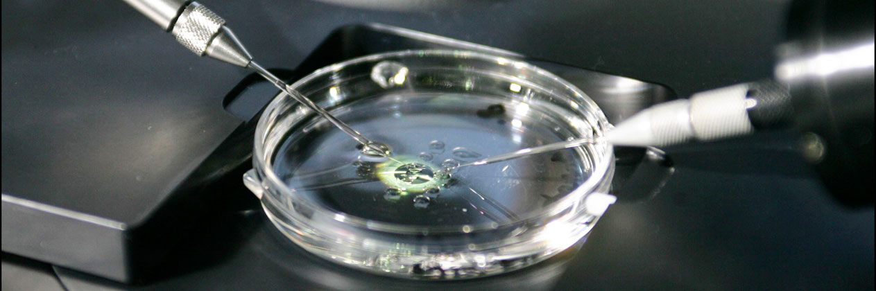 ¿Me merece la pena la inseminación artificial?