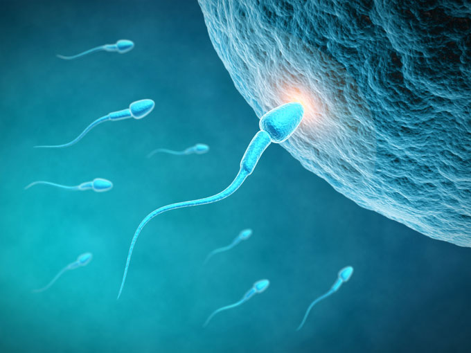 Fertilidad