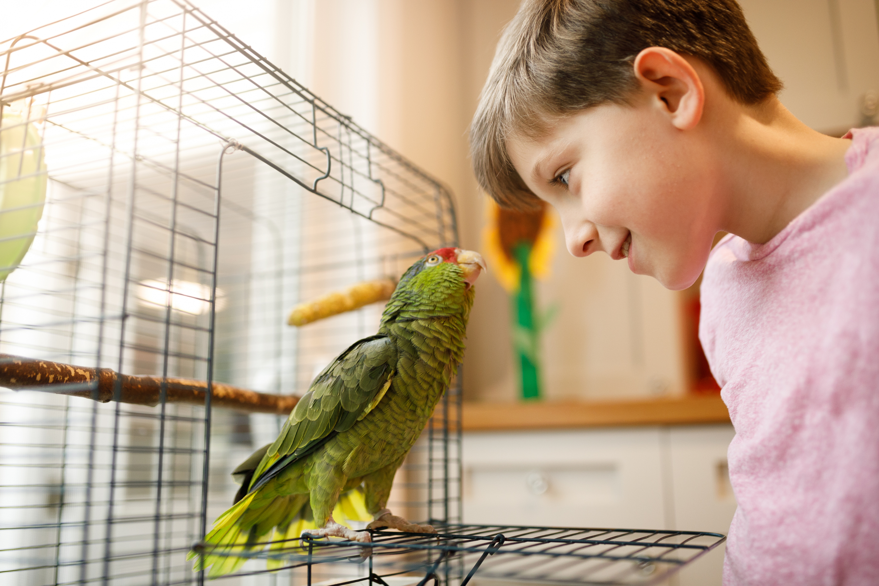 animales prohibidos como mascotas