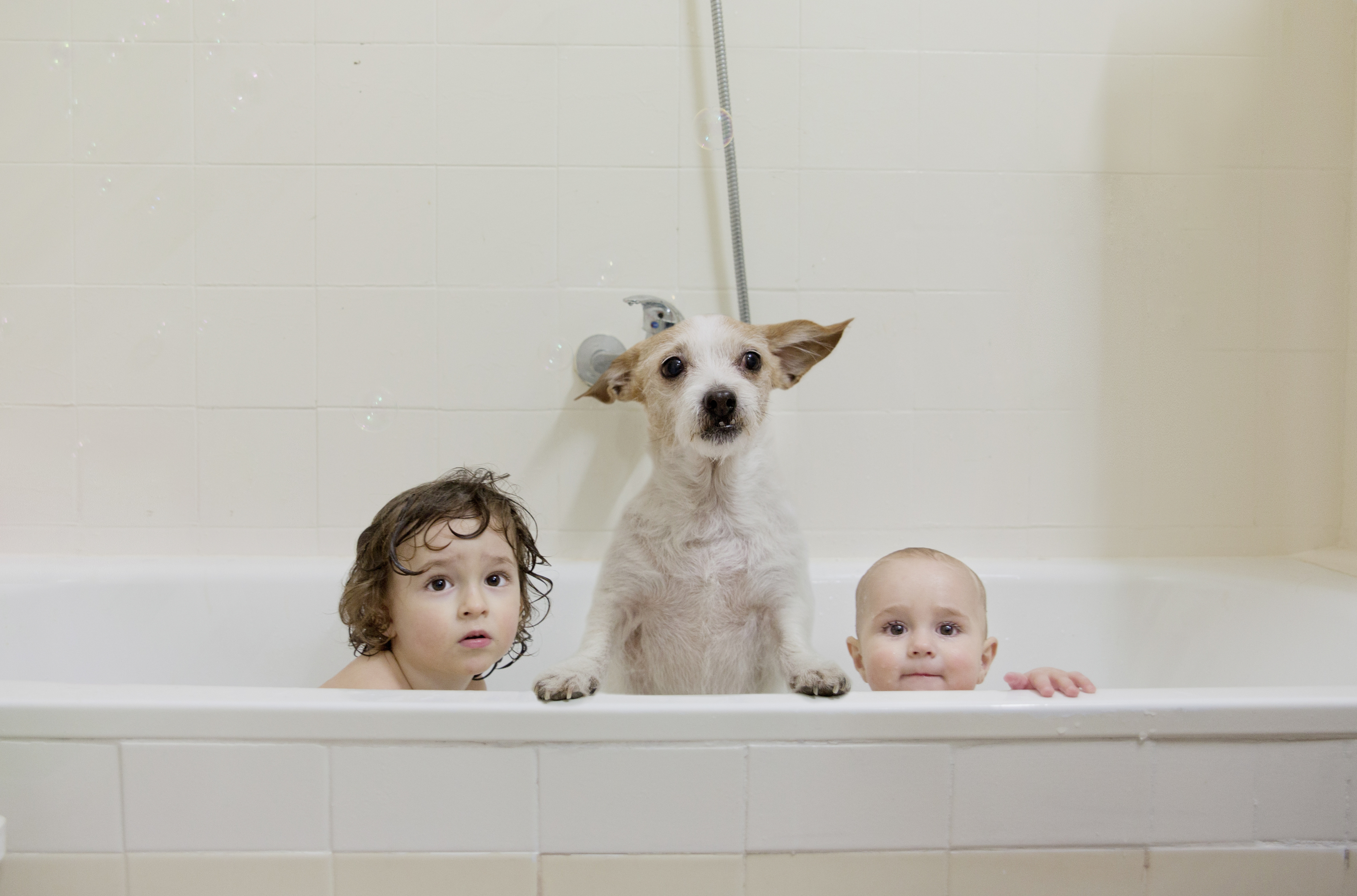 perros y niños