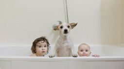 perros y niños
