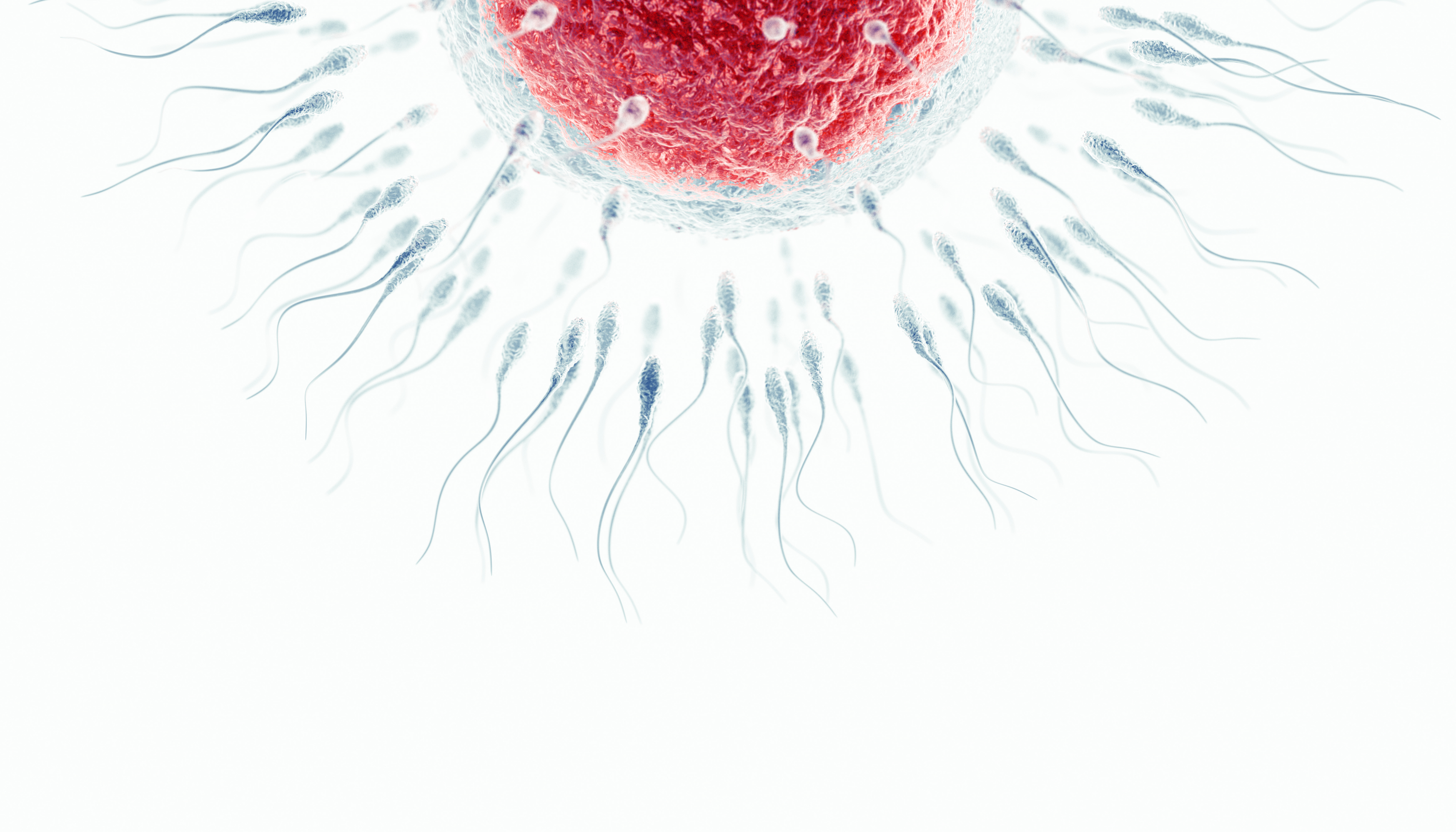 fecundación in vitro