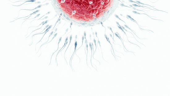 fecundación in vitro