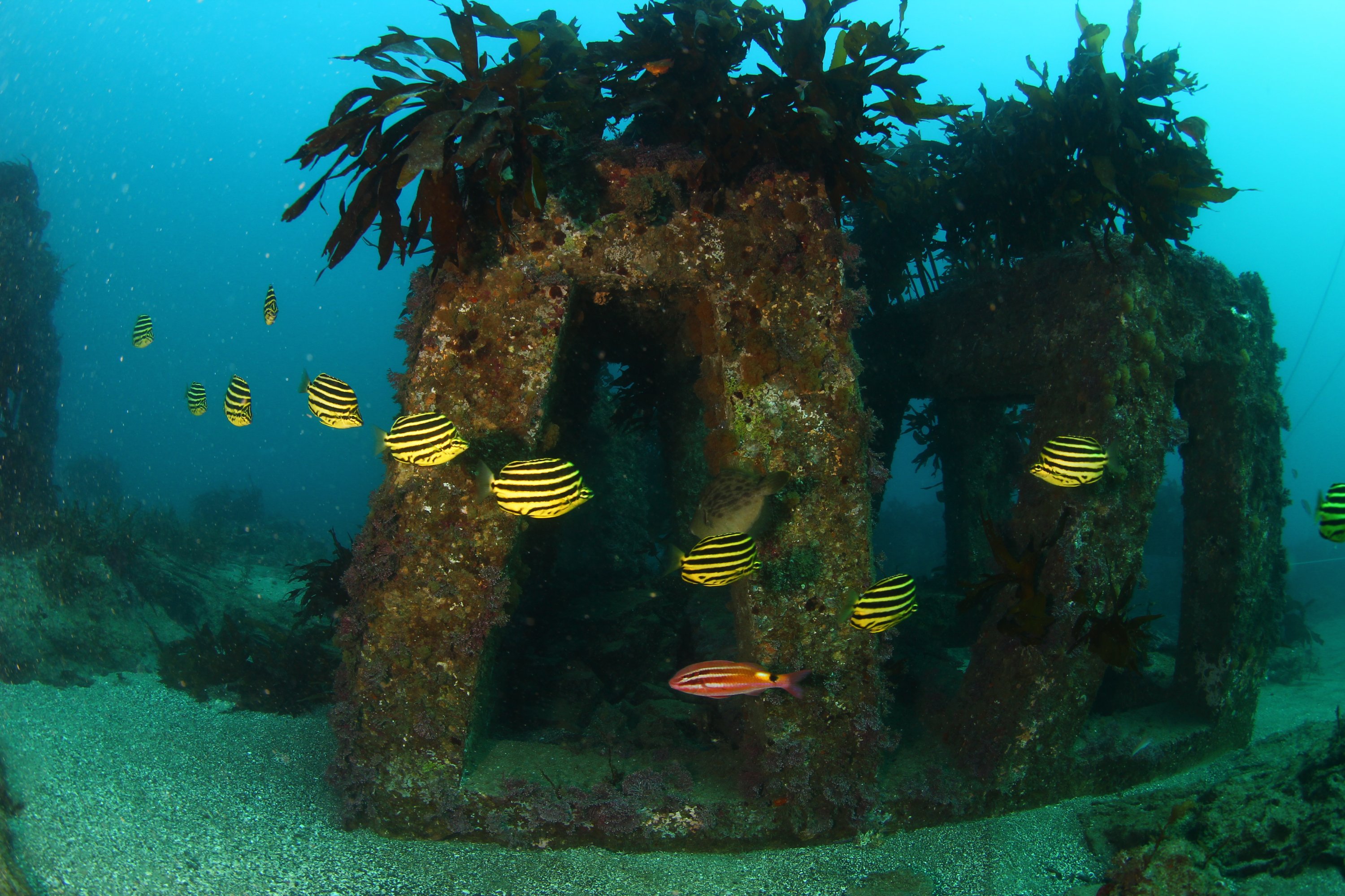 ArtificialReef_Photo_KoreaFisheriesResourcesAgency_2023