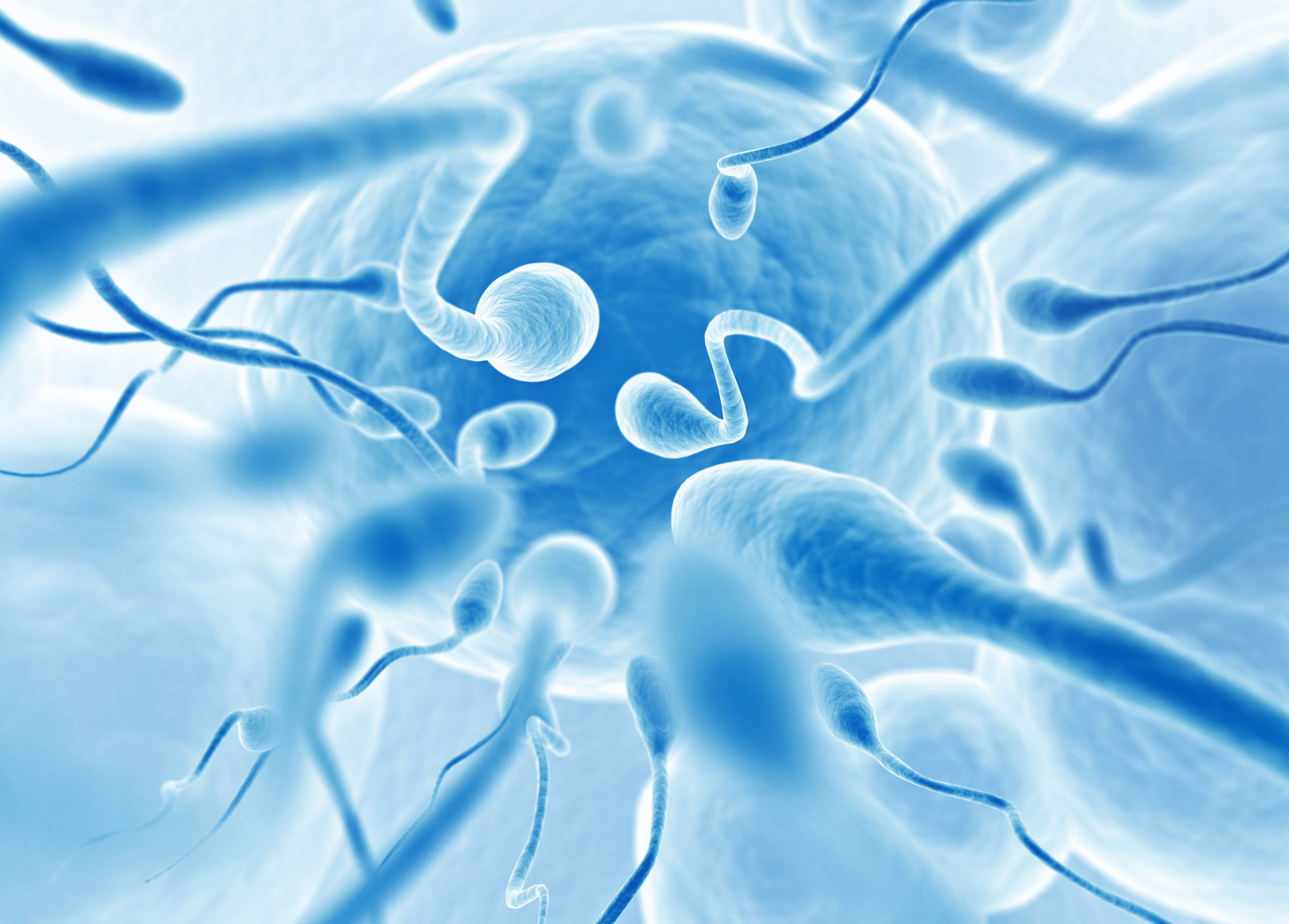 fertilidad masculina