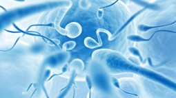 fertilidad masculina