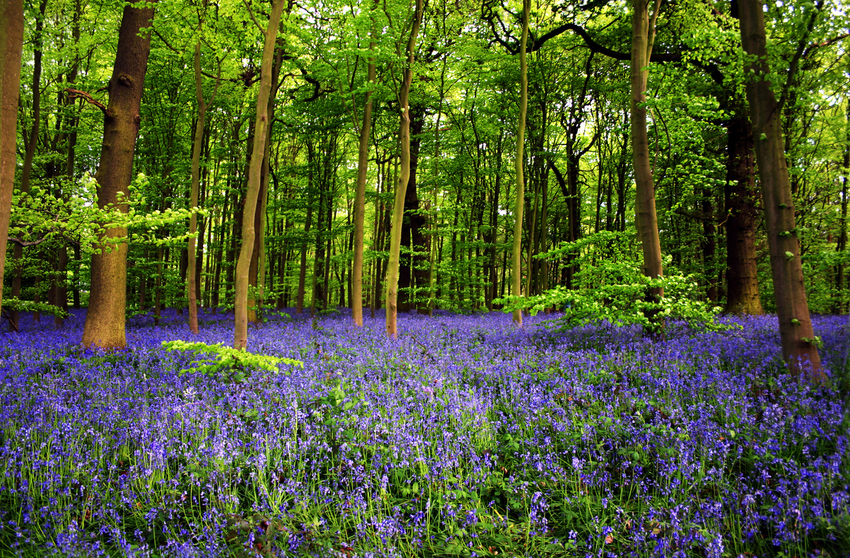 Bosque de Sherwood