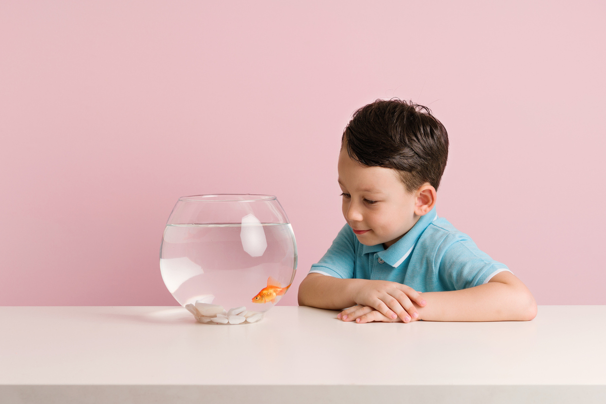 Peces
