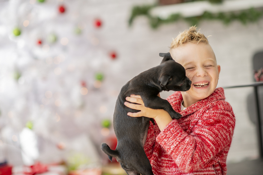 Mascotas en Navidad