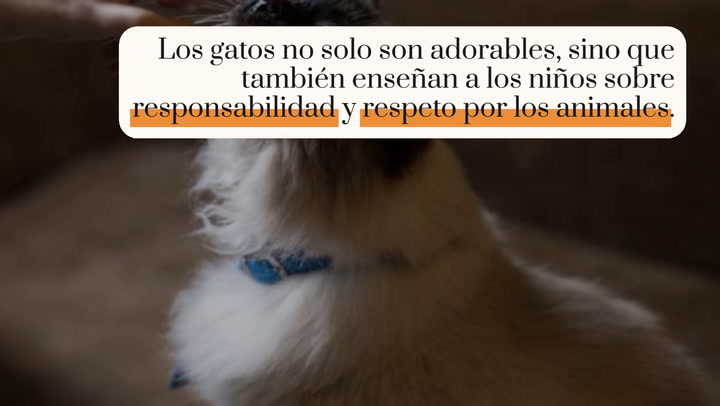 Las mejores razas de gatos para convivir