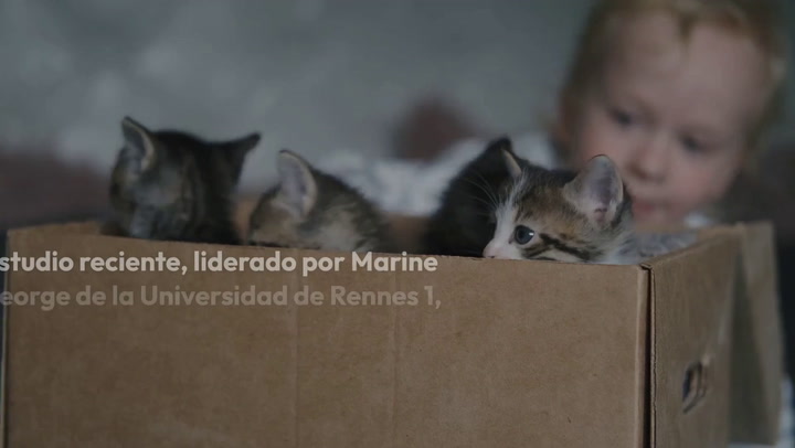 Los niños con autismo se relacionan mejor con gatos que con perros