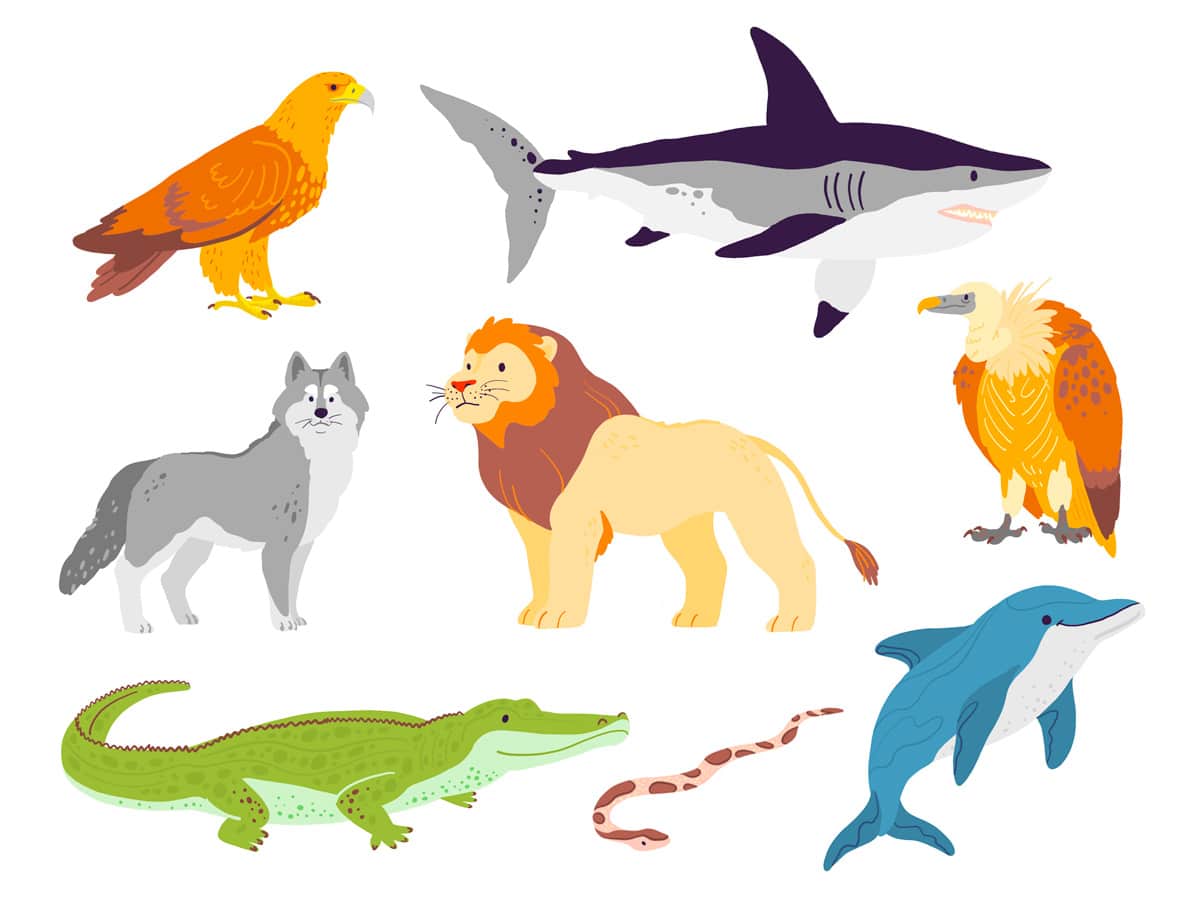 animales-carnivoros