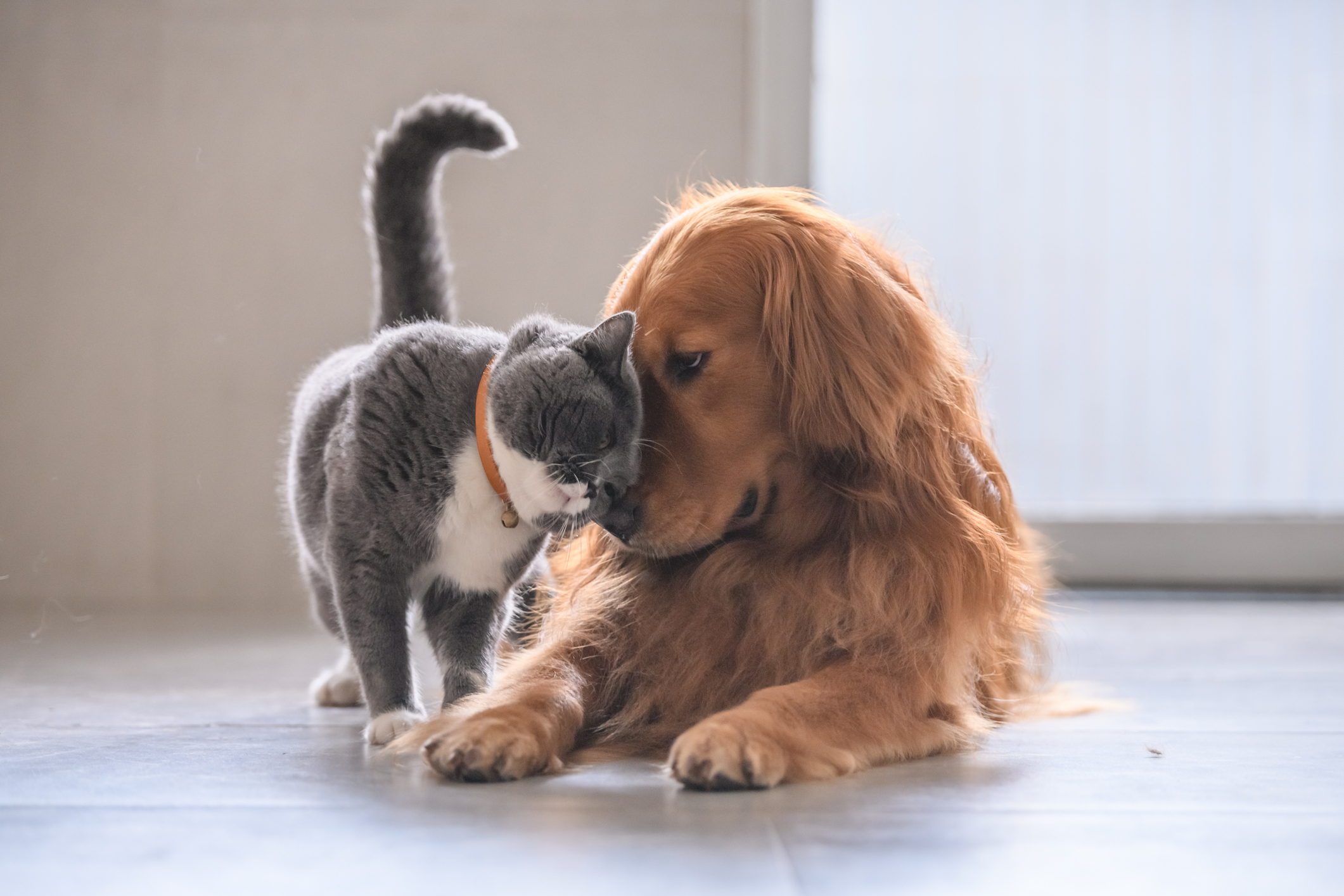Perros y gatos son las mascotas más comunes dentro del mundo mascota.