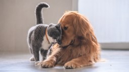 Perros y gatos son las mascotas más comunes dentro del mundo mascota.