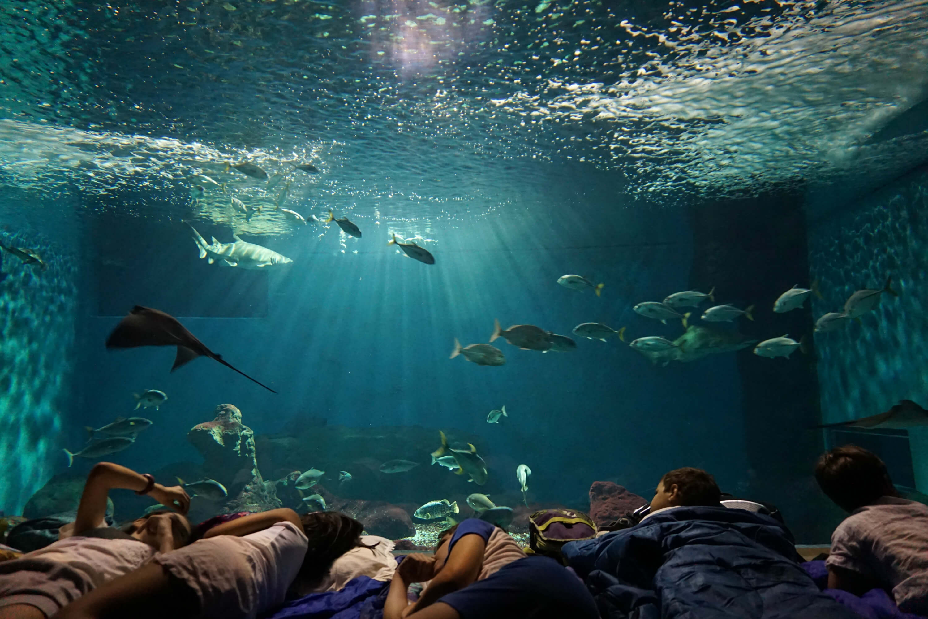 Noche con Tiburones
