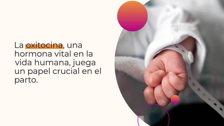 ¿Cómo actúa la oxitocina en el parto?