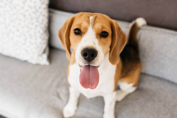 Estas razas de perros son las mejores para estar con niños