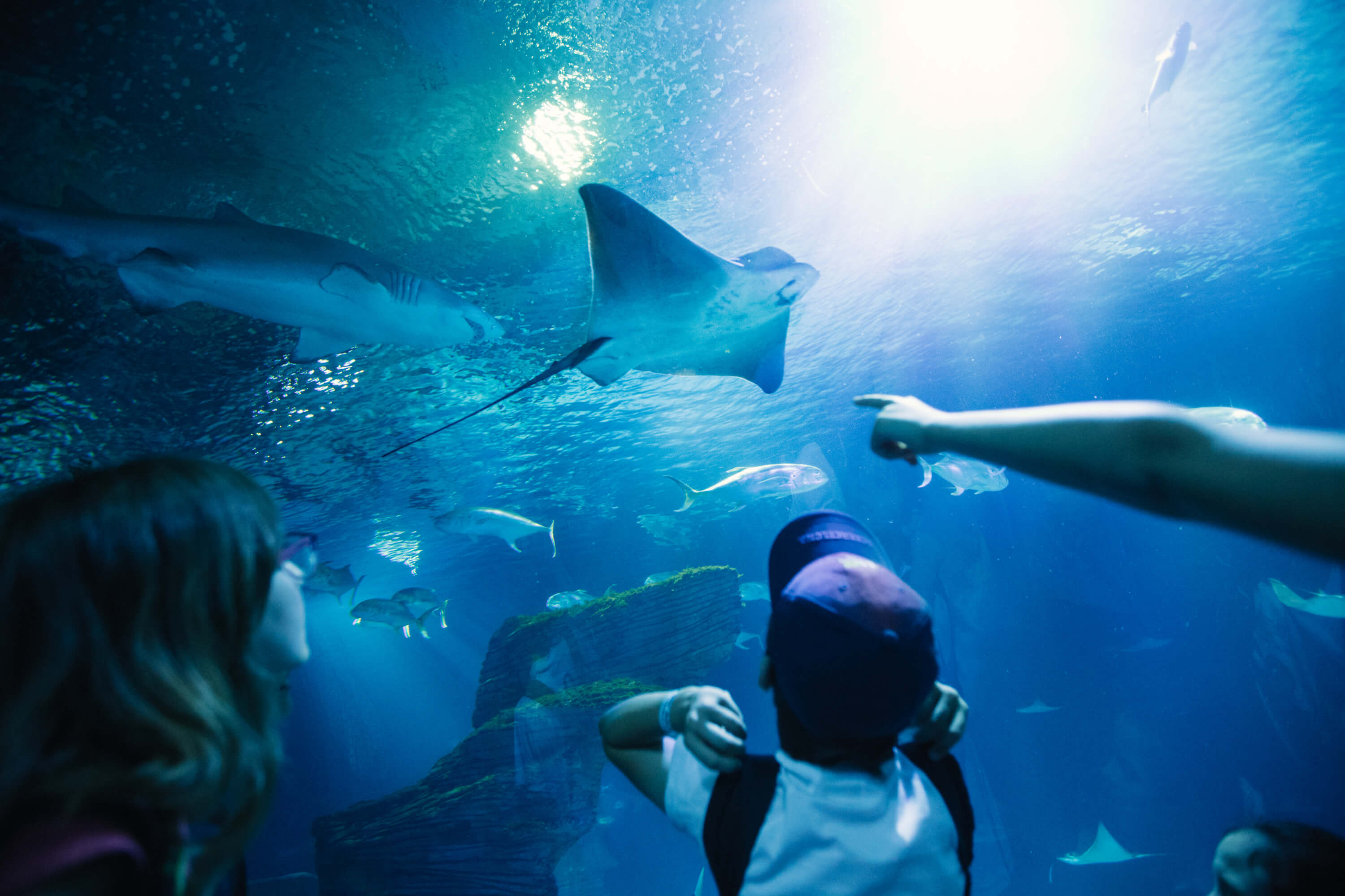 Niño en el Oceanogràfic