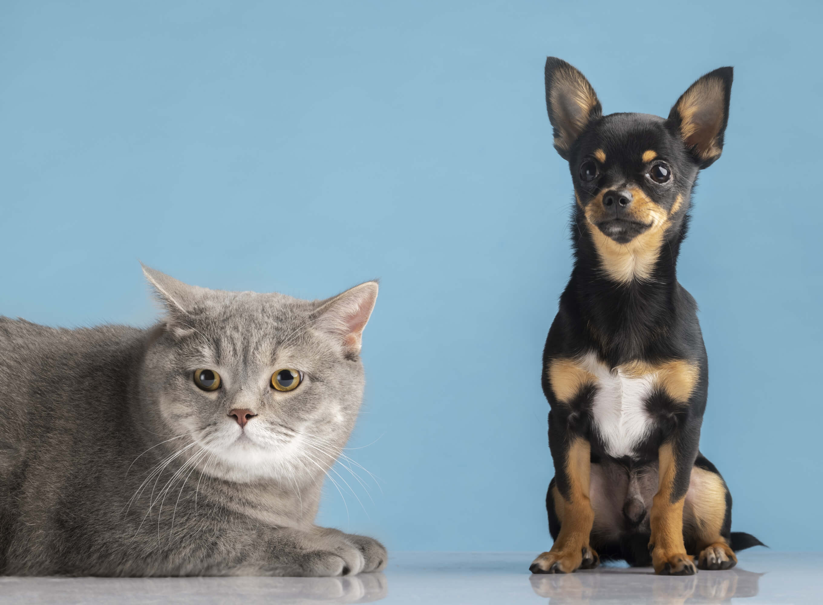 Cuento el perro y el gato