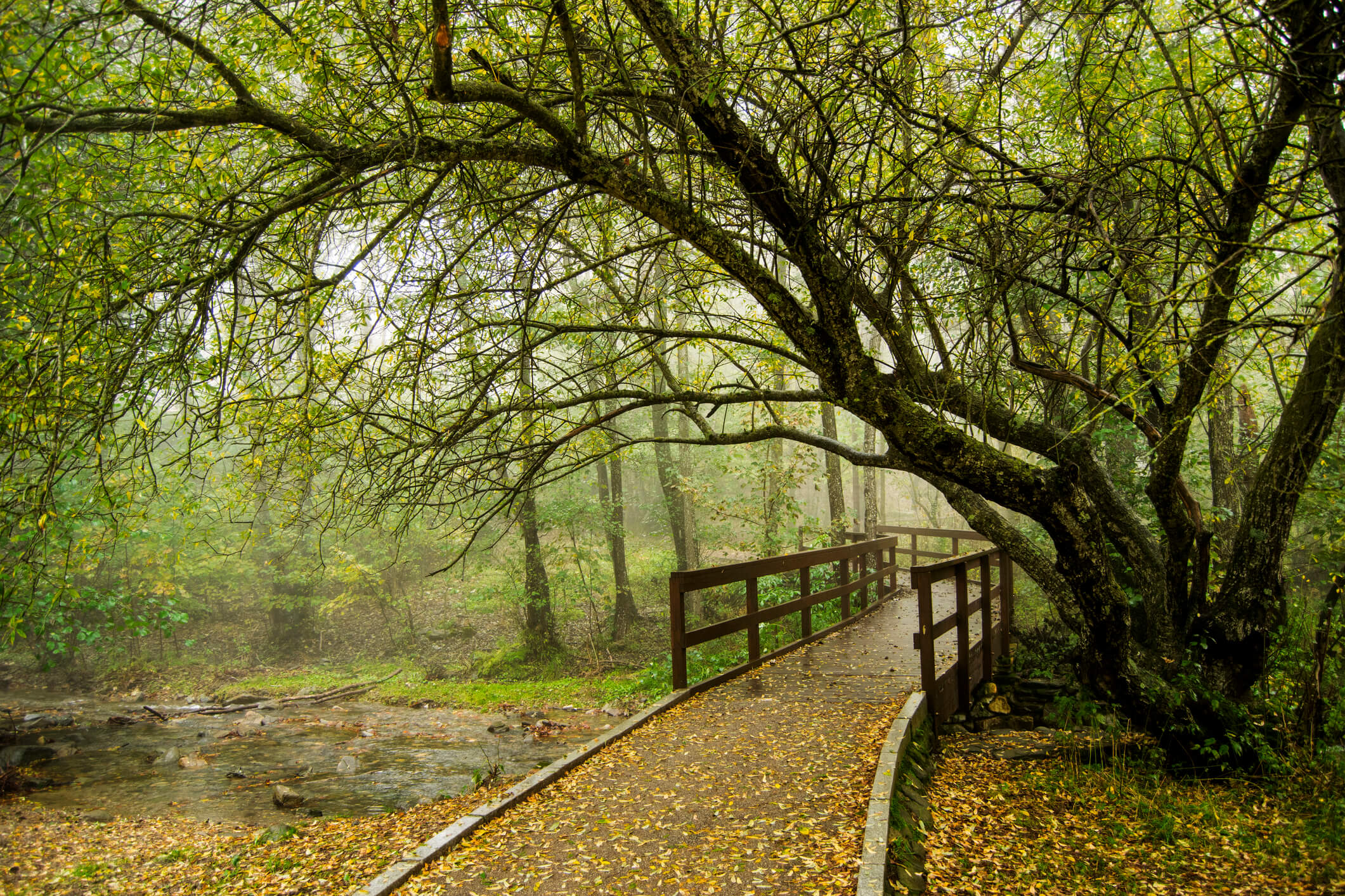 Visitar el Parque Natural del Montseny con niños