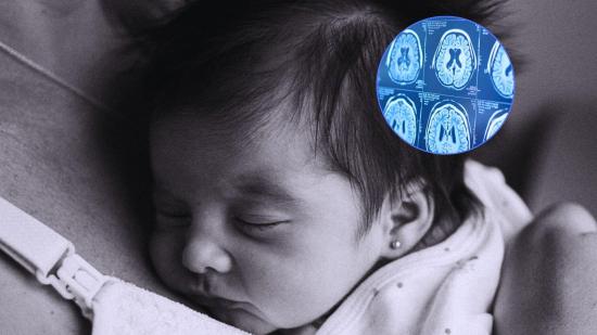 sistema inmunitario materno en el desarrollo neuronal del feto