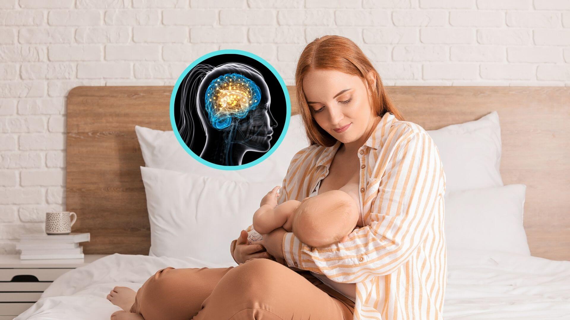Así es cómo tu cerebro reorganiza su funcionamiento metabólico durante la lactancia para asegurar la producción de leche, según la ciencia