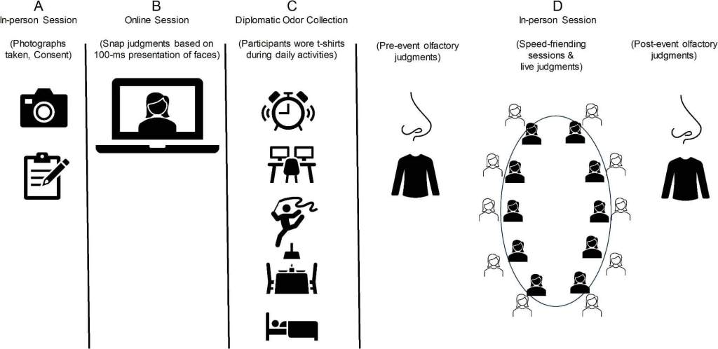 Figura 1 De: El papel interactivo de las asociaciones de olores en las preferencias de amistad. Representación esquemática de los procedimientos del estudio y las medidas clave. El diseño del estudio consistió en cuatro partes. ( A ) Una sesión presencial de preinteracción en la que los participantes dieron su consentimiento informado, se les tomaron fotografías y se les entregaron materiales para la fase de recolección de olores, ( B ) una sesión en línea previa al evento en la que los participantes completaron medidas de autoinforme y una tarea de juicio de retrato (es decir, basada en una exposición de 100 ms al retrato de los objetivos), ( C ) una fase diplomática de recolección de olores en la que los participantes usaron una camiseta mientras participaban en sus actividades diarias, y ( D ) una sesión presencial de amistad rápida que incluyó una calificación previa a la interacción de las camisetas usadas por los participantes de la sesión, la sesión de amistad rápida en vivo y la calificación posterior a la interacción de las mismas camisetas .