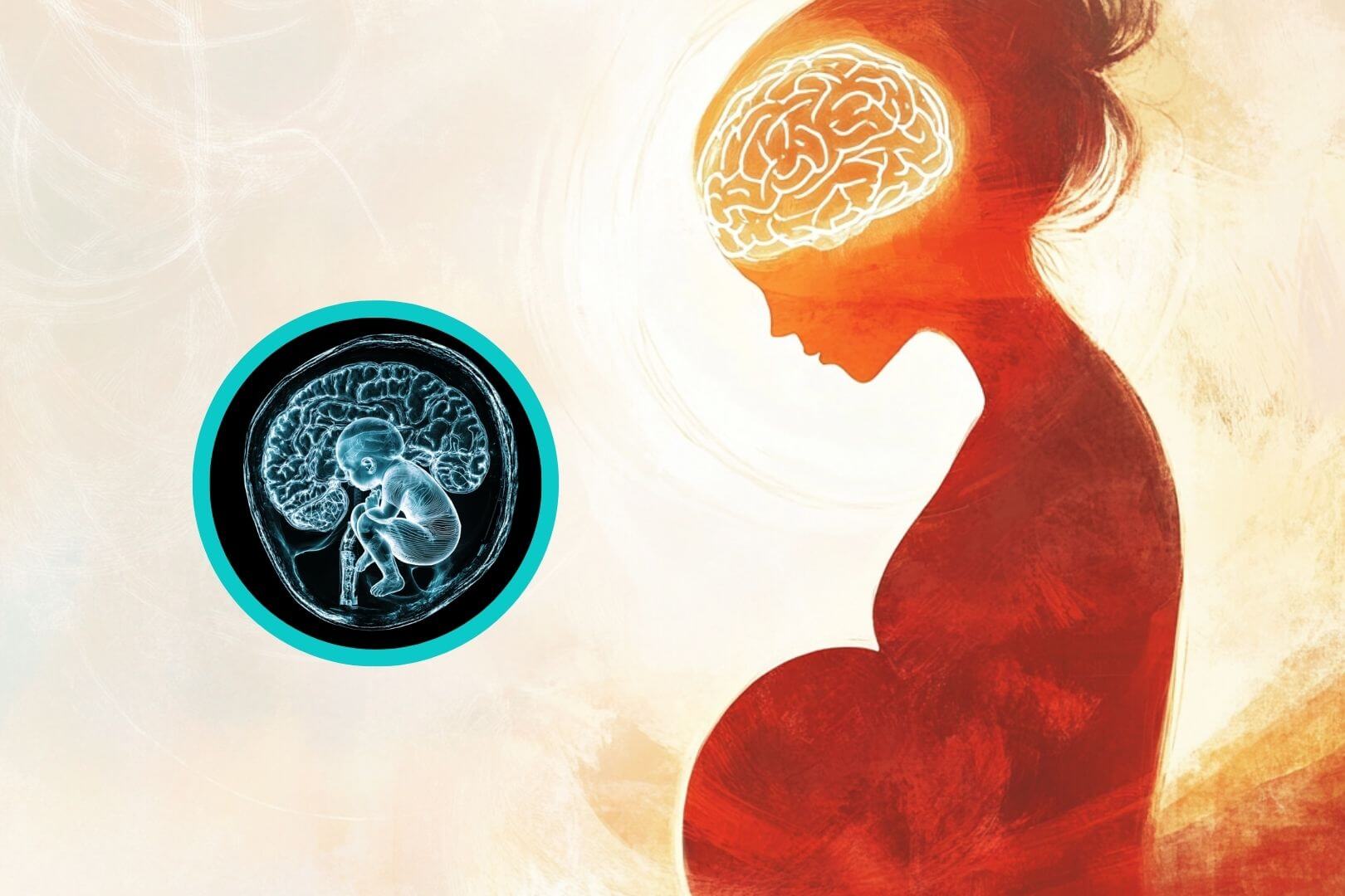 El 94% del cerebro de la mujer cambia durante el embarazo