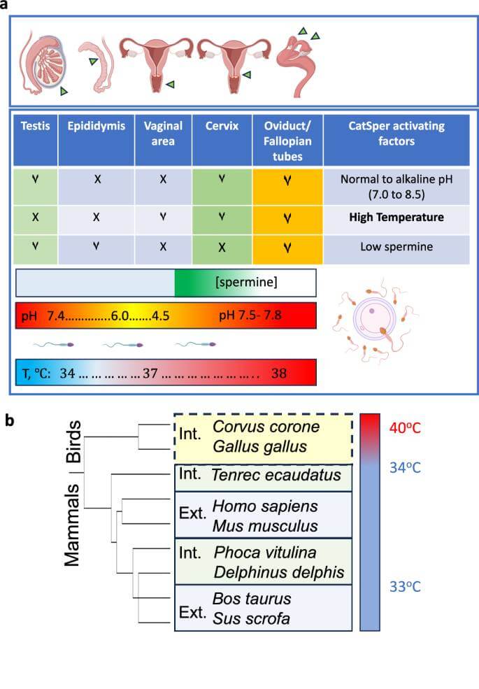 Fig. 7: Exposición y adaptación de los espermatozoides a entornos variables.